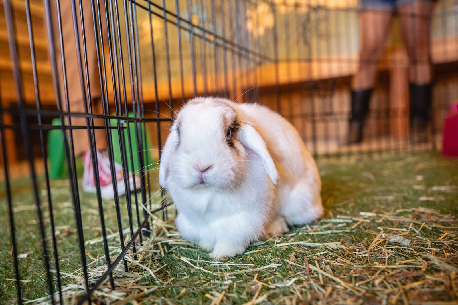 A bunny in the Bunny Barn