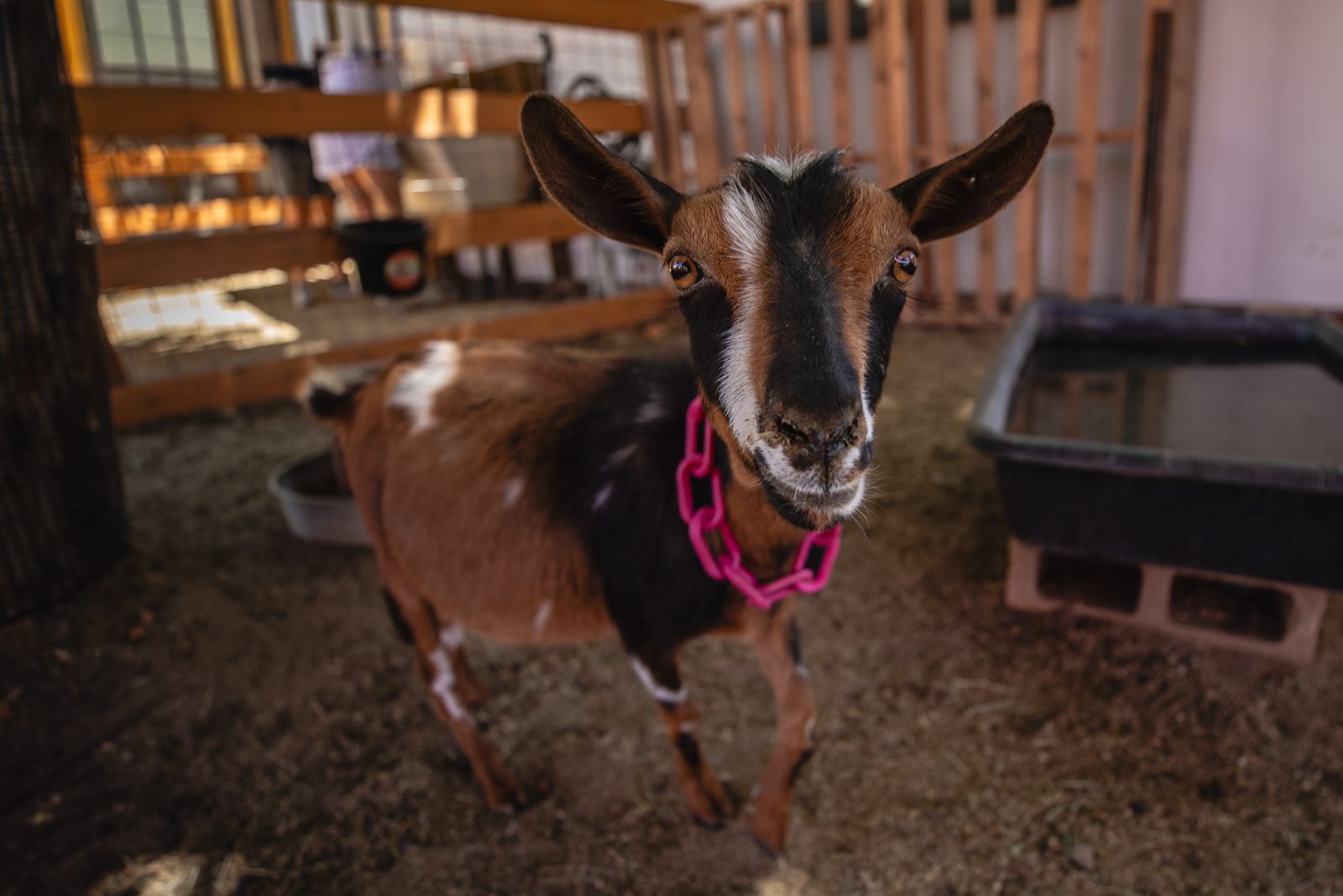 A goat at the ranch